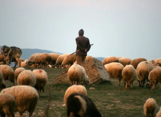 Çobanı qaytarmalıyıq - Baş nazir xəbəri üçün şəkil