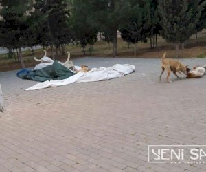    Sumqayıt küçələrində real təhlükə - Fotolar    