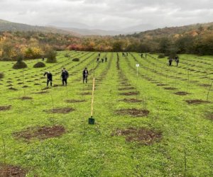    Meşə torpaqlarında 600 minə yaxın ağac əkilib   