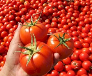    Rusiya 432,5 ton Azərbaycandan pomidorunu sərhəddən buraxmadı   