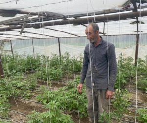    Salyanda “parnik“də narkotik yetişdirilir - FOTOLAR   