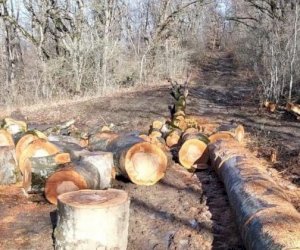    Yardımlı və Lerik meşələrinə müdaxilə halları artıb   