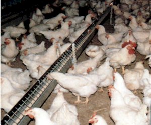    
Bu ölkələrdən Azərbaycana toyuq əti gətirmək qadağan olundu    