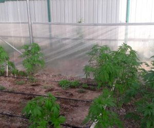    Narkotik becərən Saaatlı sakini həbs olundu   