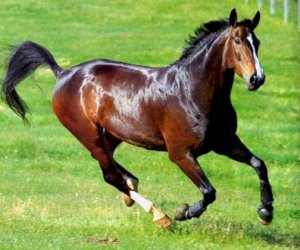    Qarabağ atları hərraca çıxarılır   