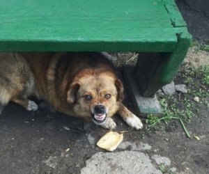    
İtin qovduğu adam öldü: Ərdoğan işə qarışdı - FOTO   