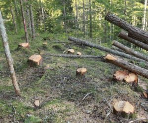    Ağacların kəsilməsi ilə bağlı toplanmış sənədlər Baş Prokurorluğa göndərildi   