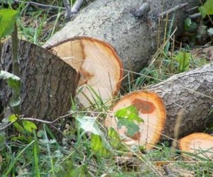    Qanunsuz ağac kəsiminə görə 3 cinayət işi açıldı   