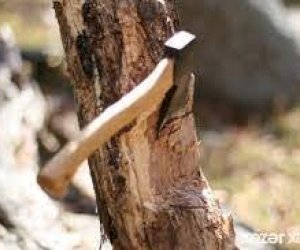    Ağacları kəsən şəxs cəzalandırıldı   