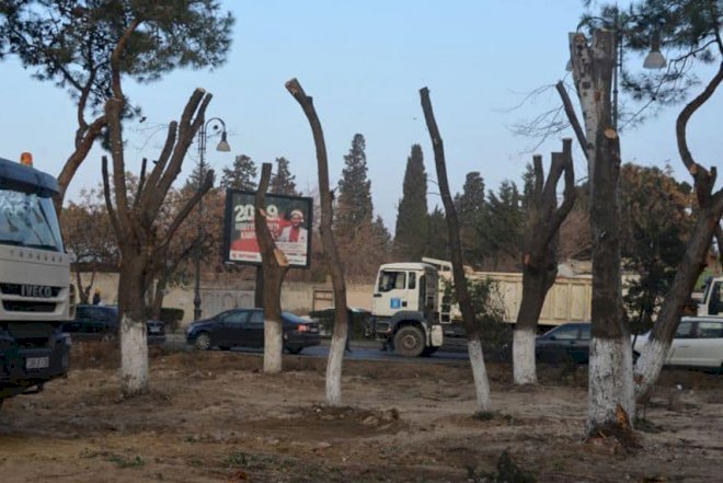    Atatürk parkındakı ağaclar niyə kəsilir    