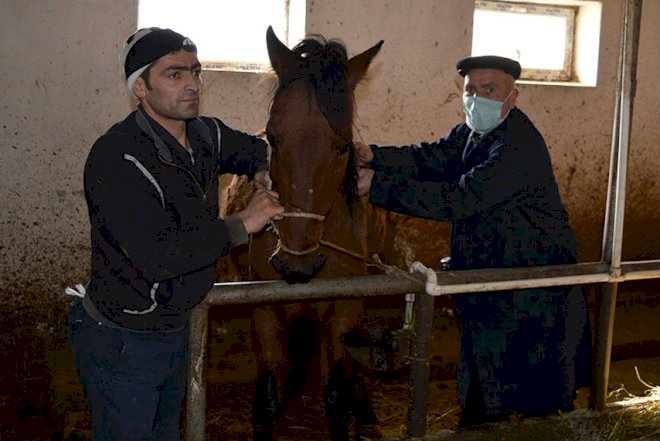    Şamaxıda heyvanlara peyvənd vuruldu   