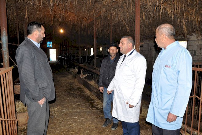    Saatlıda heyvanlar peyvəndləndi   