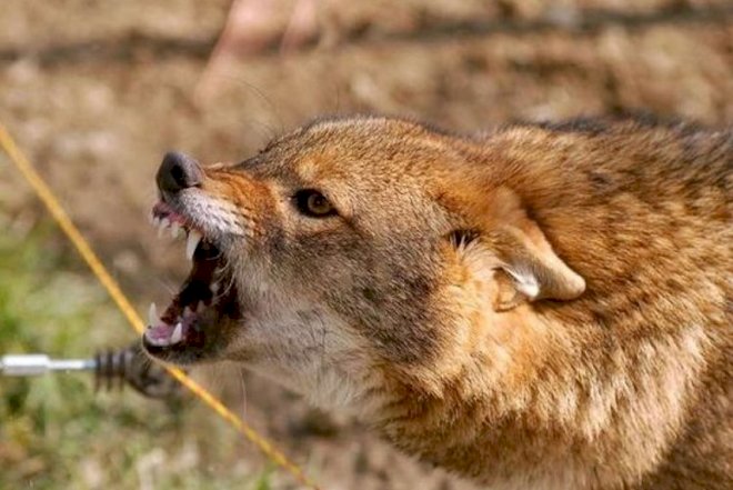    Çaqqal sürüyə hücum etdi, çobanın barmağını qopardı   