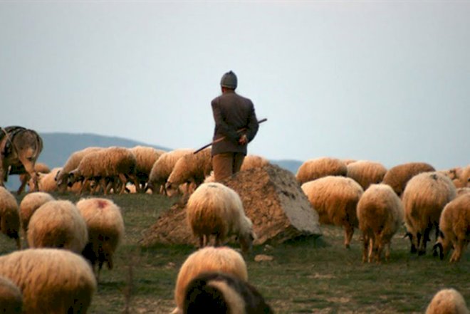     Hacıqabulda çobanlar arasında qanlı dava   