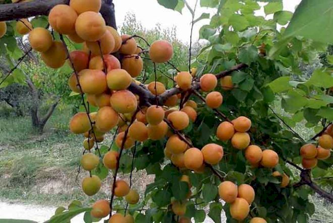    Ötən il meşələrdən 60 ton meyvə yığılıb   