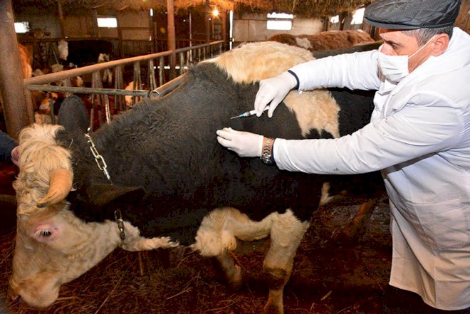    Heyvanların peyvənd olunması başlayır   