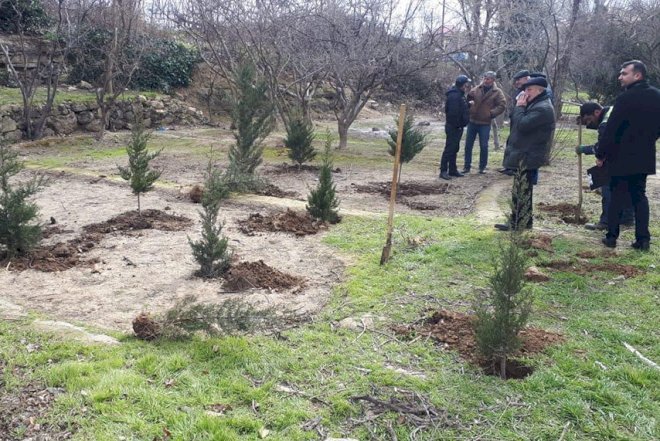    Yeni Günəşlidə ağac kəsimi faktı aşkarlanıb   