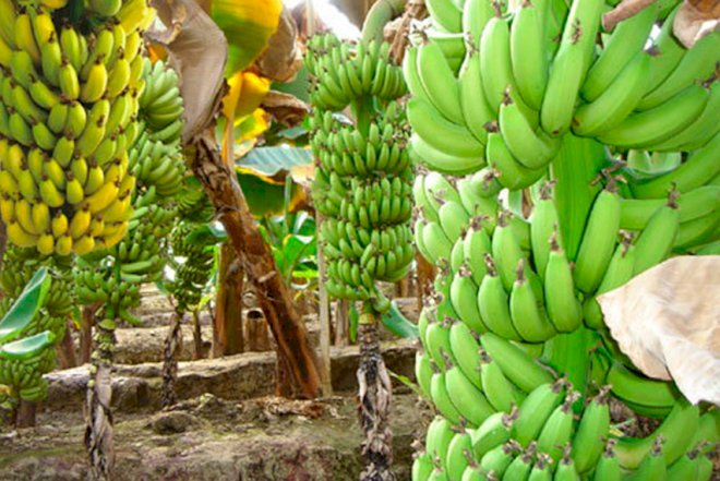    Bakıda banan yetişdirmək istəyirsiniz?   