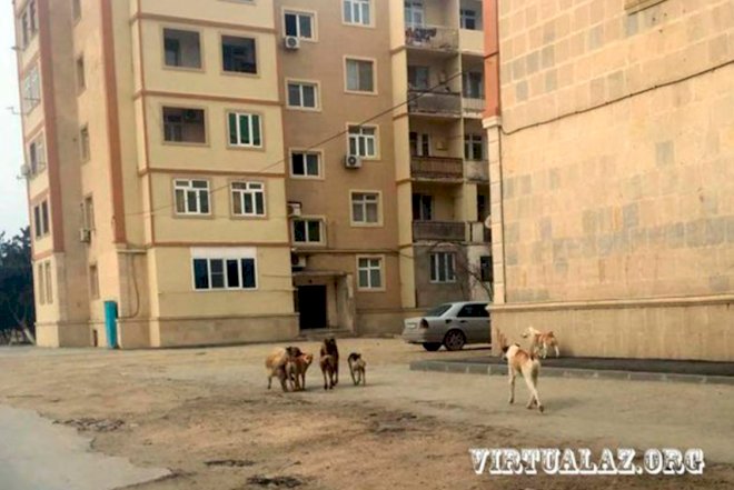    Nərimanovda sahibsiz itlər sakinləri boğaza yığıb...   