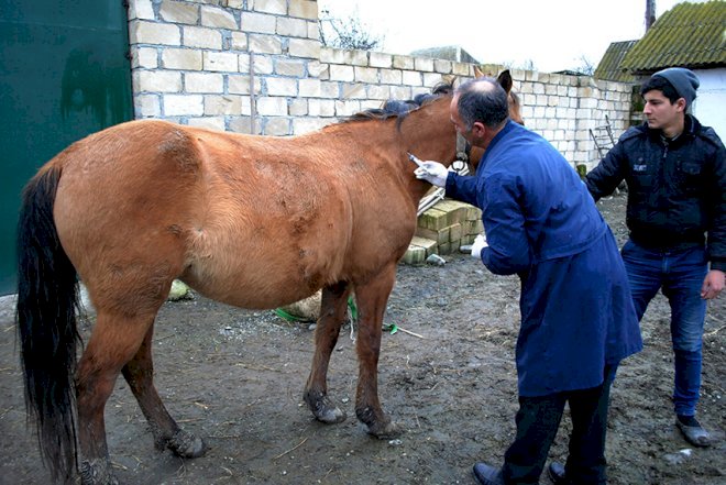    Ucarda heyvanlar arasında profilaktik tədbirlər aparılır   