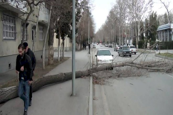    Külək iri ağacları aşırdı - Foto   