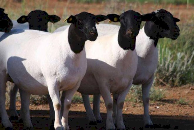    Nazirliyin Afrika qoyunları tənqid hədəfi oldu   
