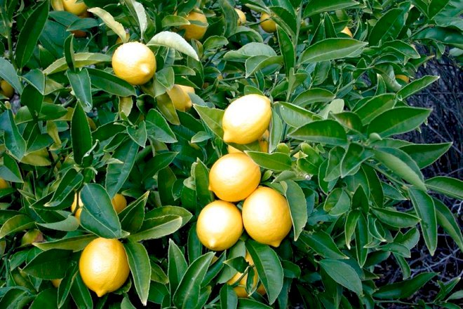    Azərbaycanda yeni çay, limon sortları yaradılıb   