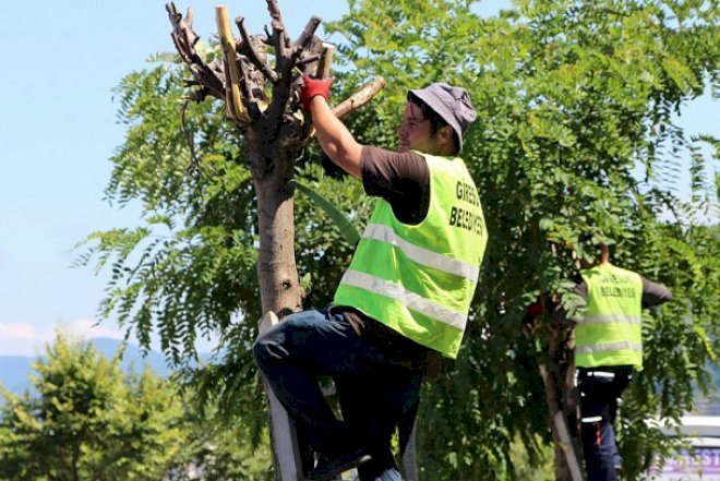   Ağaclar nə zaman budanmalıdır?   
