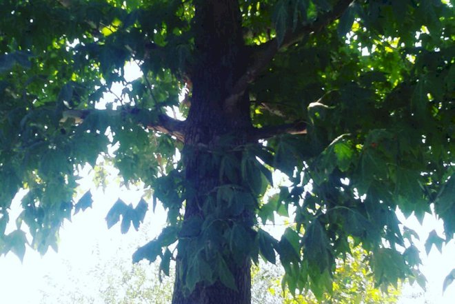    Horadizdə kəsilən 100 illik ağaclarla bağlı prezidentə müraciət edildi   