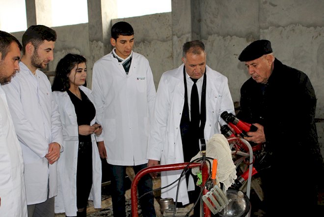    Göyçayda heyvanlar peyvəndlənir   