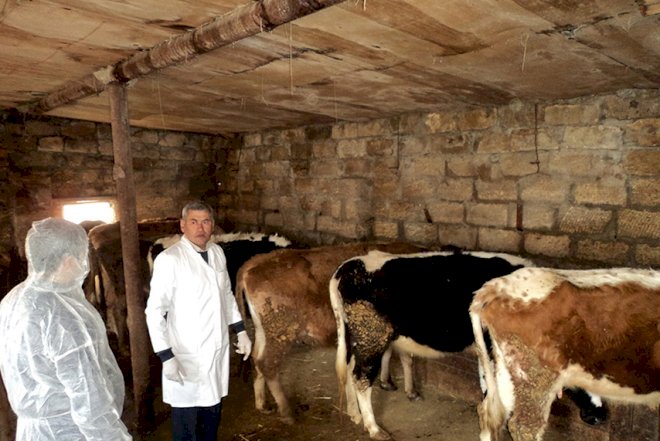    Heyvanlar arasında diaqnostik müayinələr aparılır   