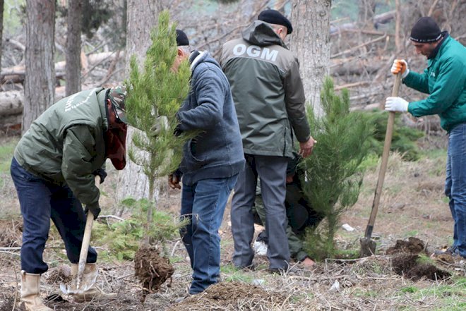    Qurumuş ağacların yerinə yeniləri əkildi   