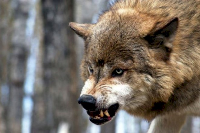    Canavar sürüsü heyvanları parçaladı   