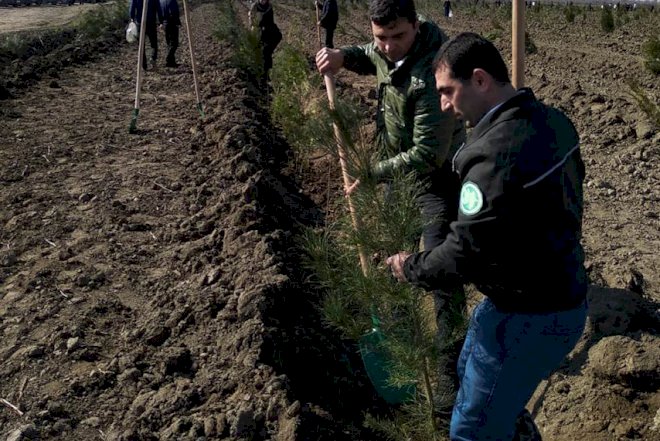    Ağac əkini aksiyaları davam etdirilir   