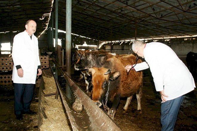    Neftçalada heyvanlara peyvənd vurulur   