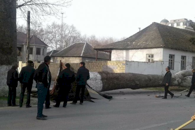    Göyçayda çinar ağacına görə yol bağlandı   