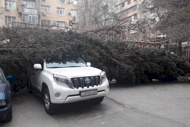    Bakıda ağac maşınların üstünə aşdı - Foto   