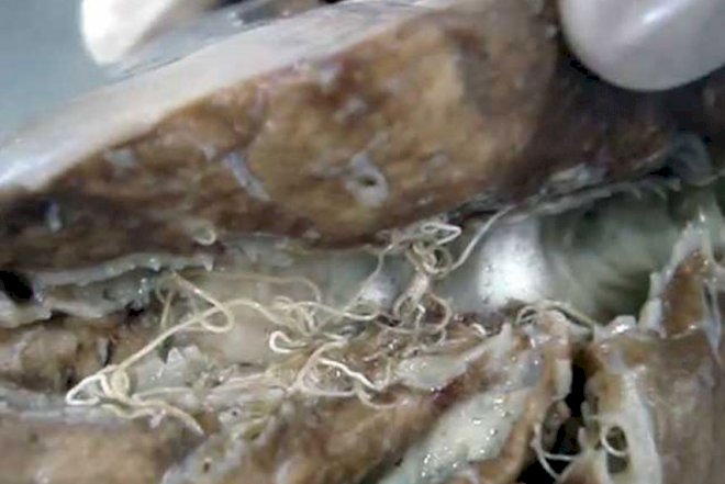    Heyvanlarda diktiokaulyoz xəstəliyi ilə bağlı mütəxəssis tövsiyəsi   