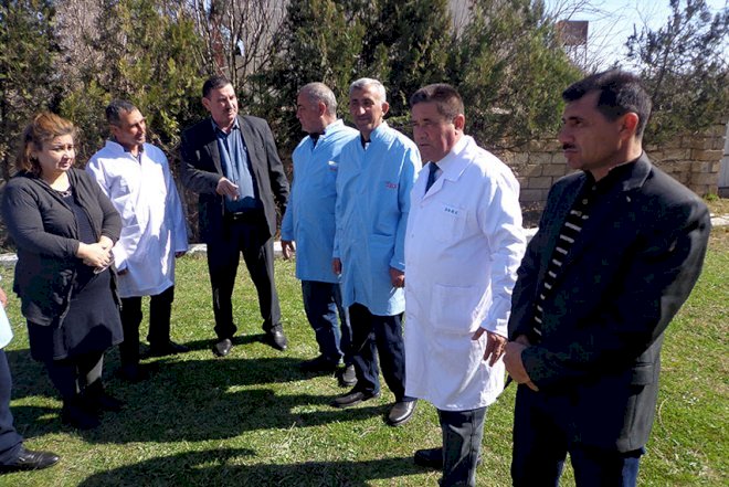    Salyanda heyvanlar müayinə edilir   