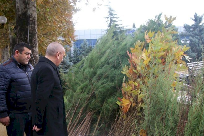    Pulsuz ağac tingləri paylanılacaq    