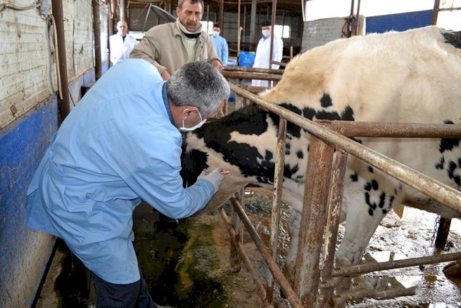    Masallıda heyvanlar peyvəndləndi   