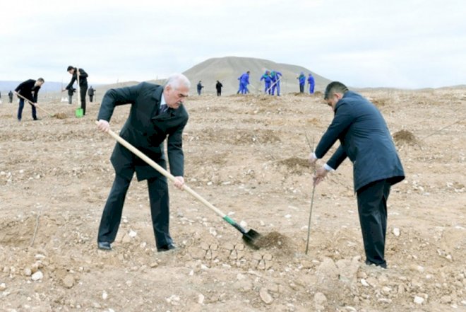    Vasif Talıbov ağac əkdi - Foto   