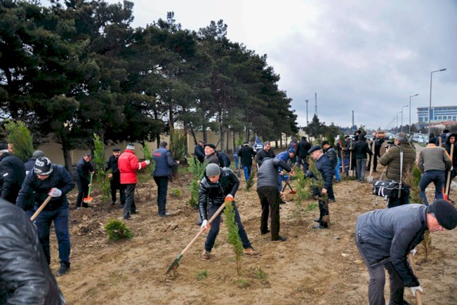    Bakıda ağacəkmə aksiyası keçirilib   