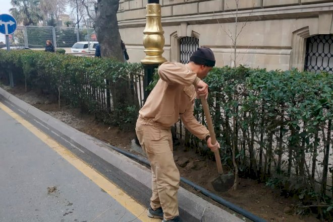    Qurumuş ağaclar yeniləndi   