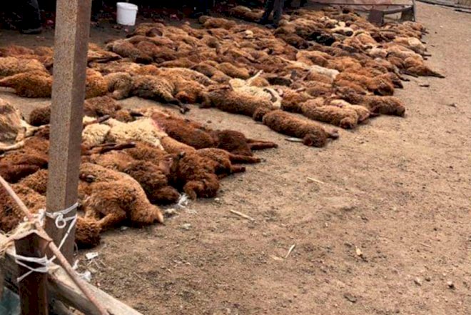    Azərbaycanda şok – Canavarlar 400 qoyunu parçaladı   