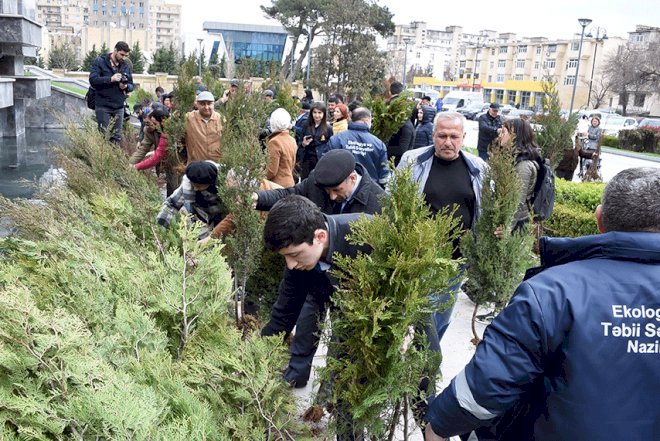    Pulsuz ağac tinglərinin paylanılması davam edir   
