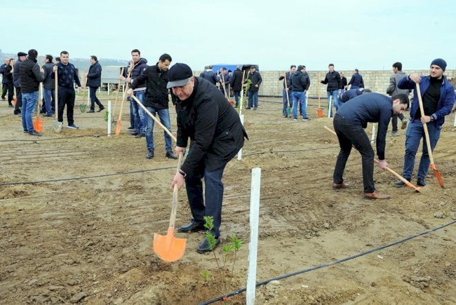    Nazirlər Kabinetinin kollektivi ağac əkdi   