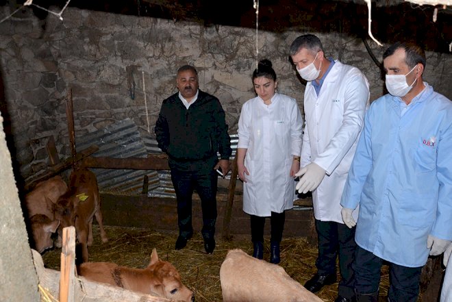    Daşkəsəndə heyvanlar peyvəndlənir   