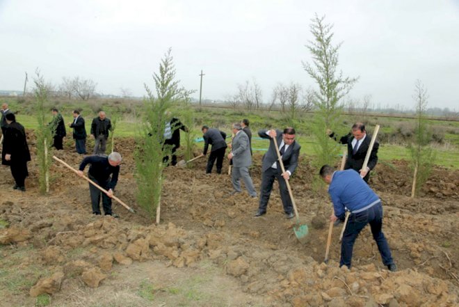    10 milyonuncu sakinin şərəfinə ağacəkmə aksiyaları keçirilib   