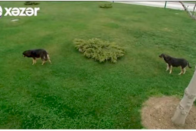    Bulvardakı sahibsiz itlər – Video   